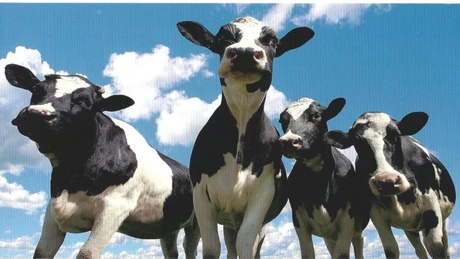 Ai teren agricol? Cât îţi va lua statul impozit pe venitul fictiv din 2013