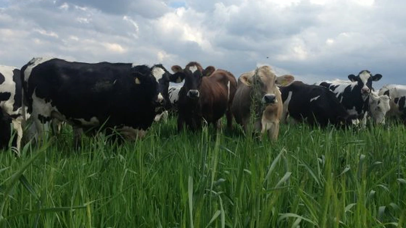 DN Agrar, cel mai mare producător de lapte din România, vrea să se extindă pe piața legumelor și investește în ferme verticale pentru hrana animalelor și într-o fabrică de biometan